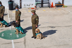 Presentacion-perros-de-carabineros-09