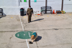 Presentacion-perros-de-carabineros-10